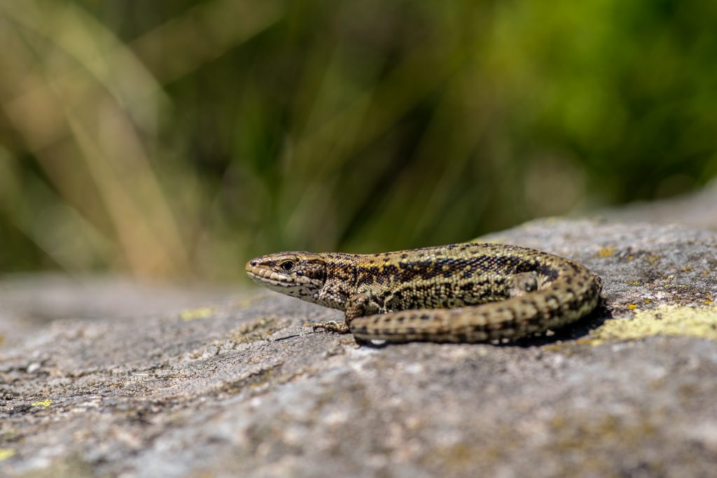 A male common lizard