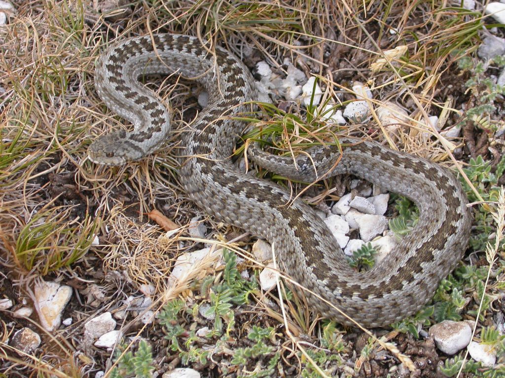 Meadow viper at Mont Ventoux