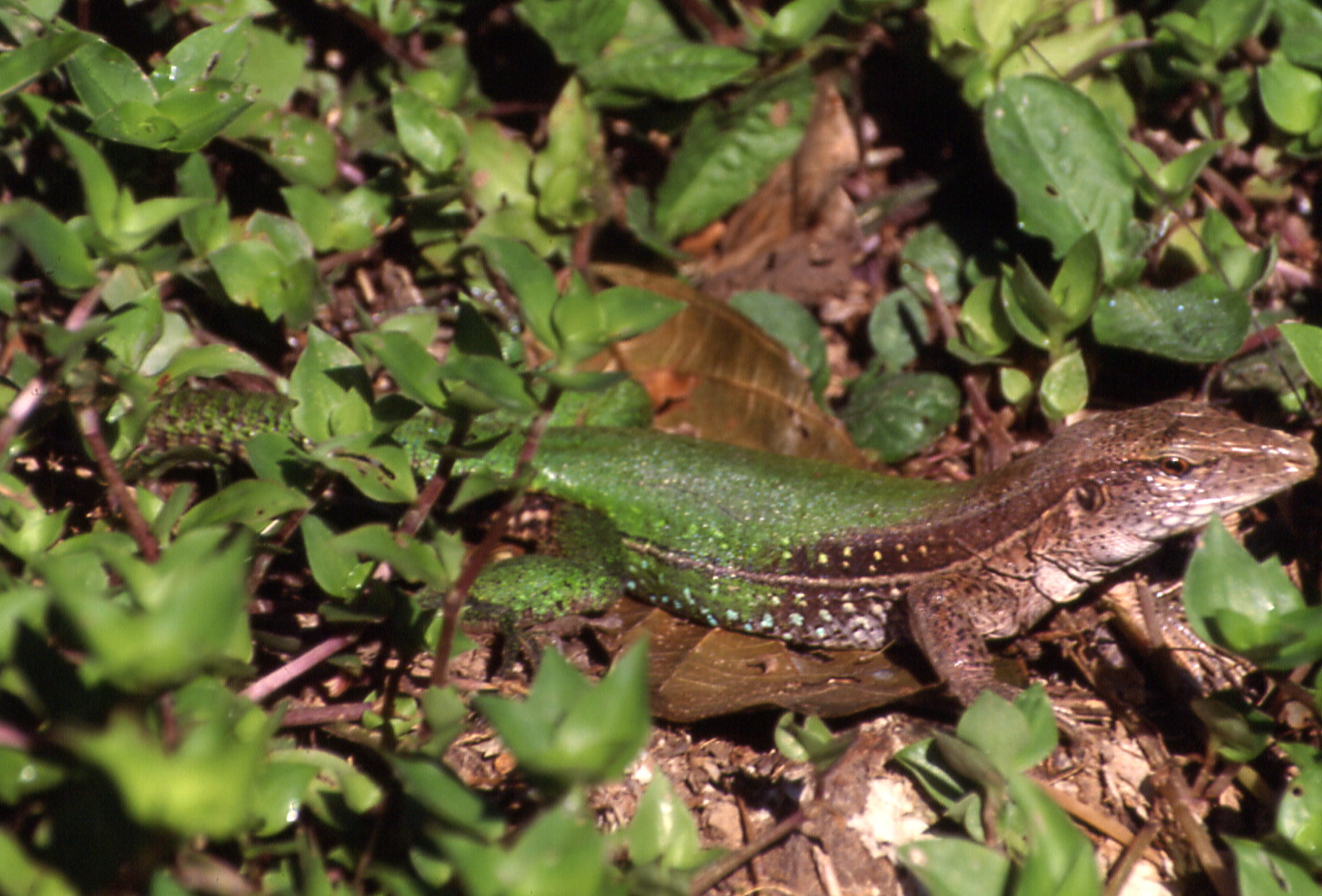 Ameiva ameiva