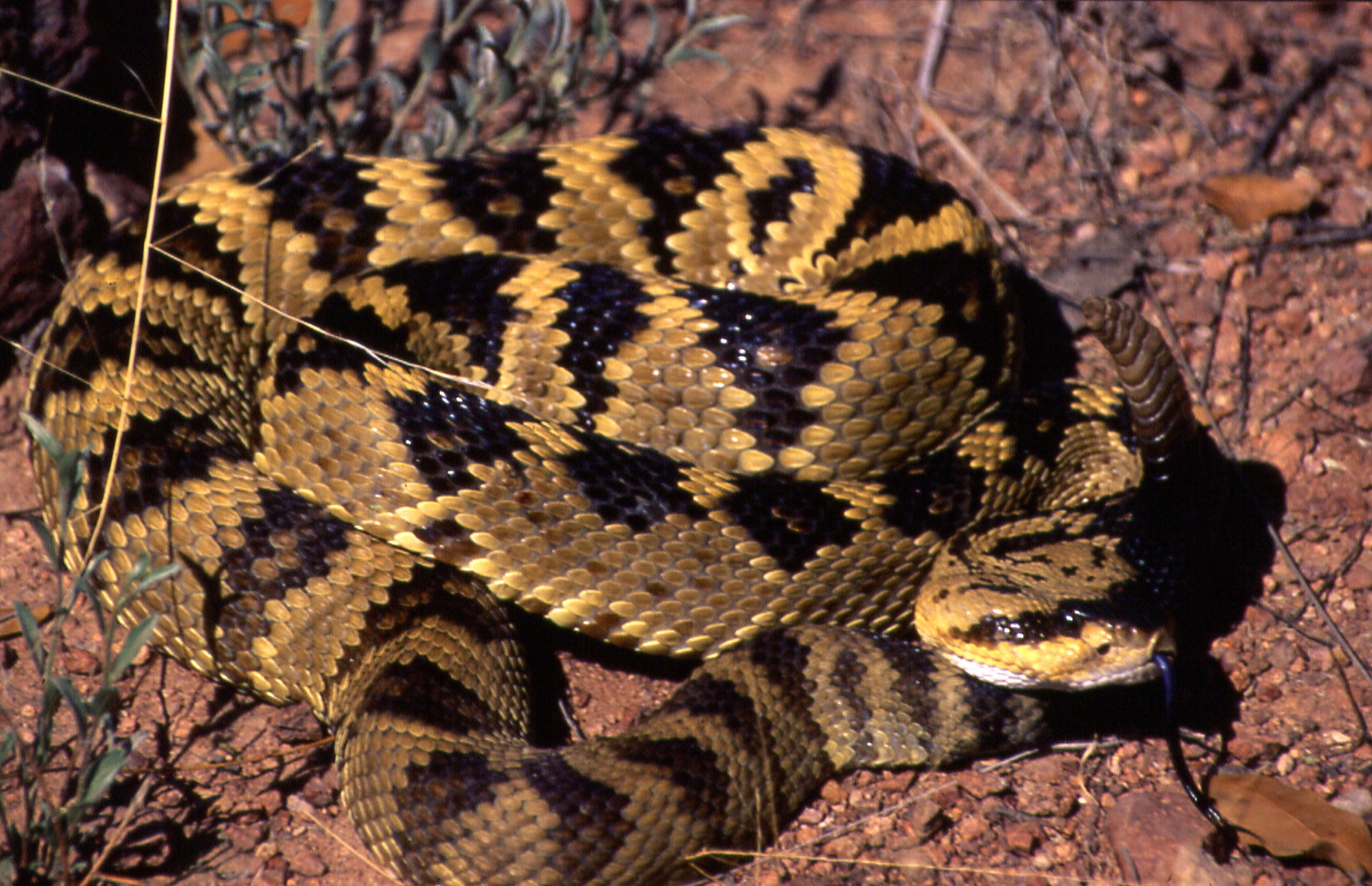 Crotalus molossus