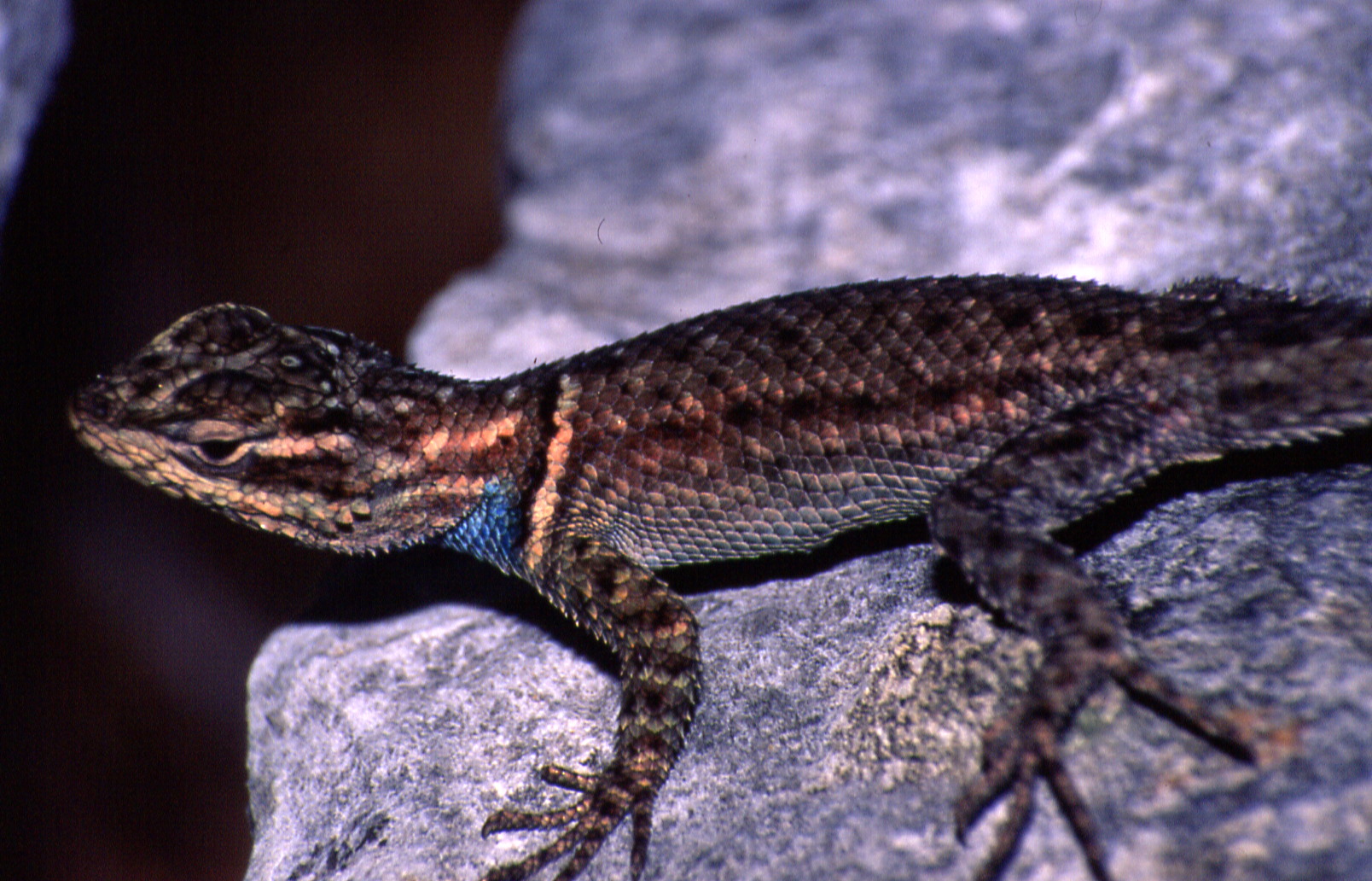 Sceloporus jarrovii