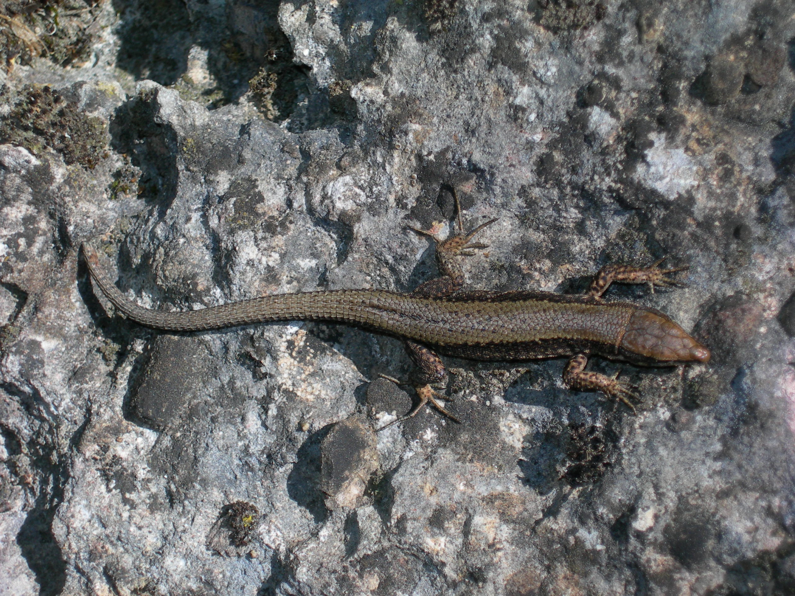 Algyroides marchi