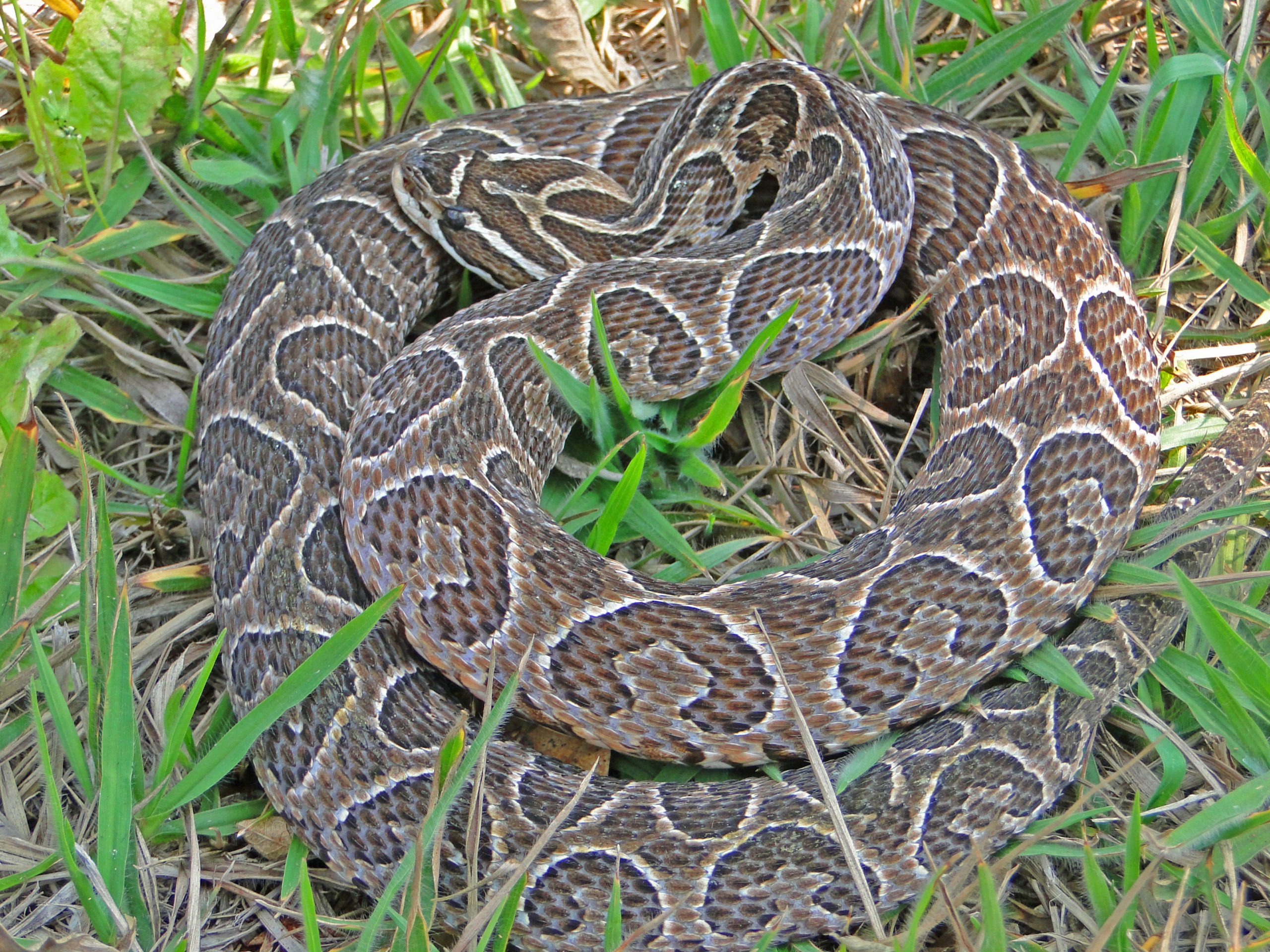 Bothrops alternatus