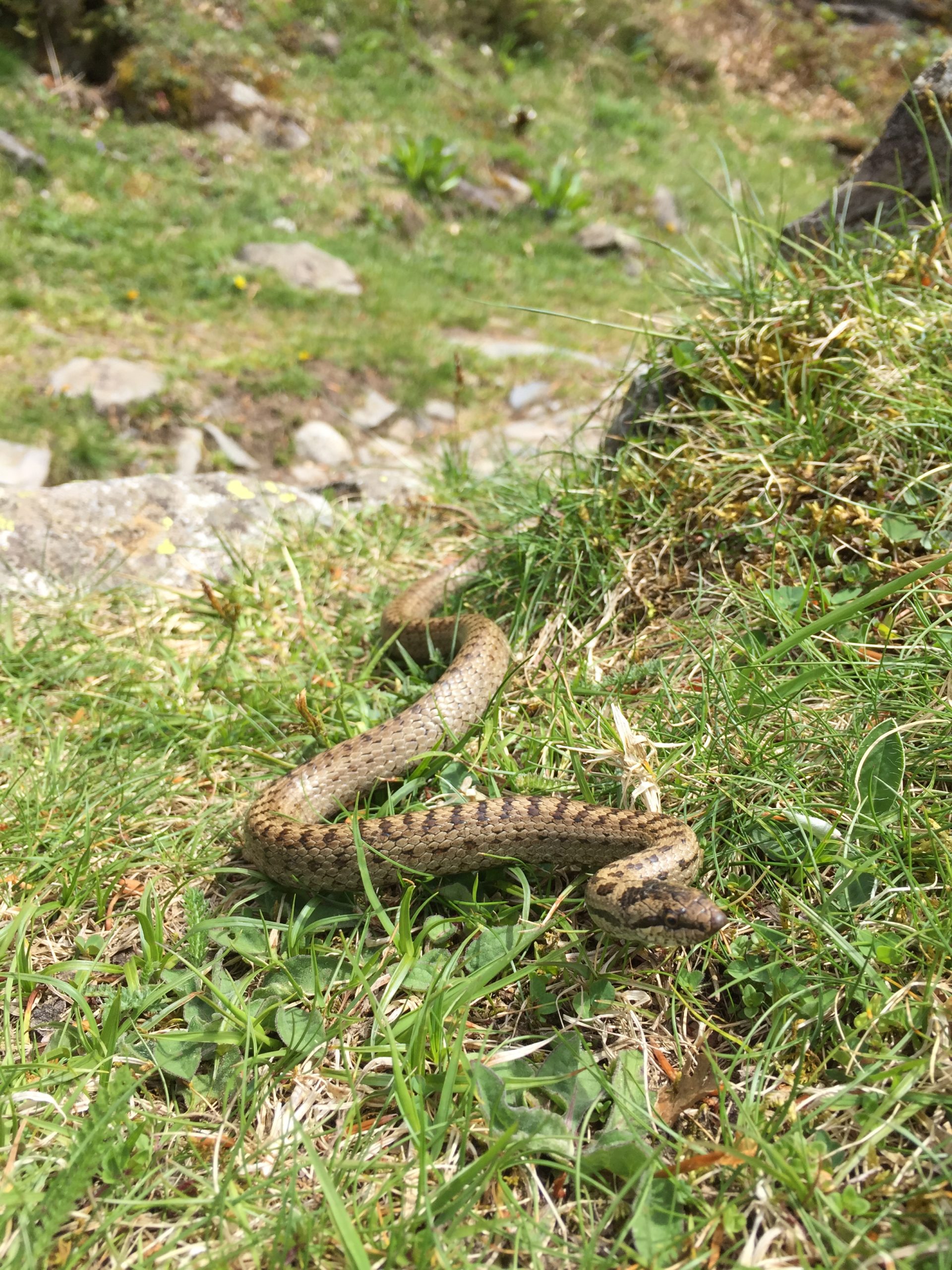 Coronella austriaca