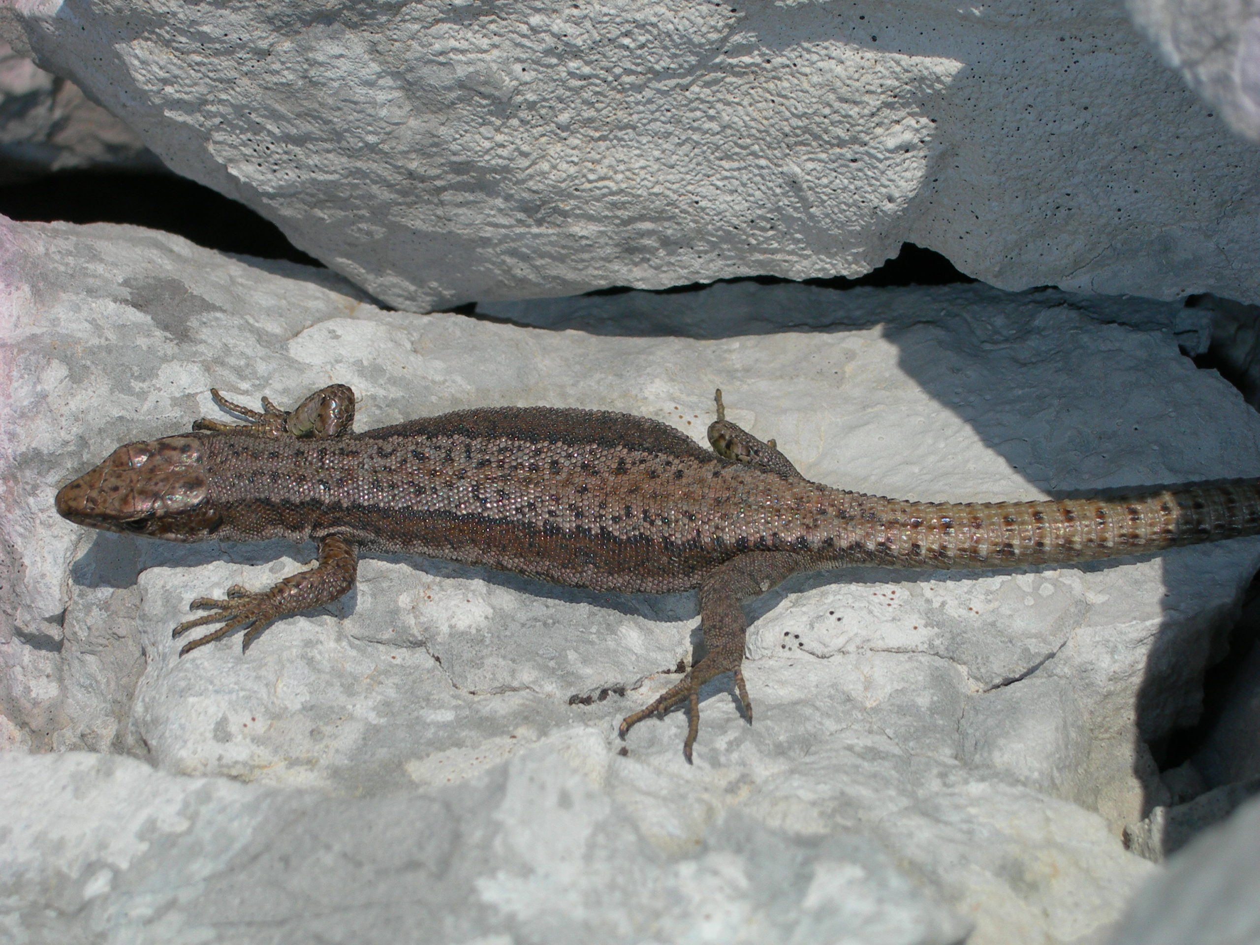 Iberolacerta horvathi