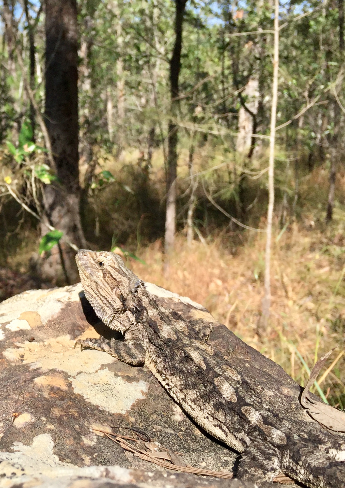 Pogona vitticeps