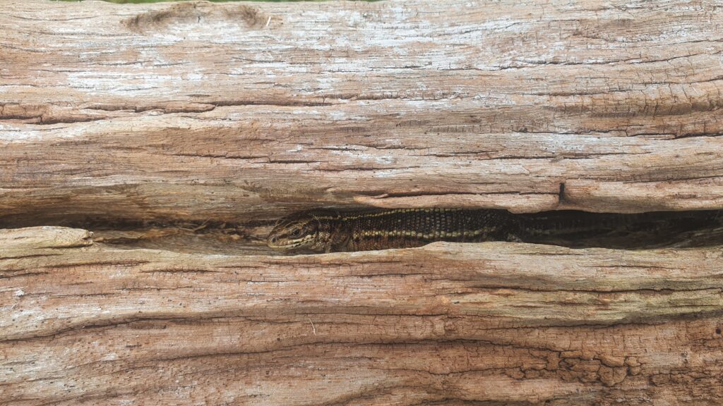 Common viviparous lizard hiding